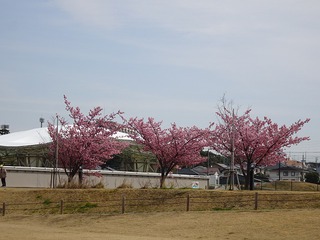 3月(木曜)の青空ラフター 3月(木曜)の青空ラフター