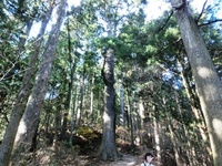 Akiha cedars Akiha cedars
