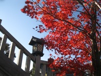 “Akiha” means autumn leaves. “Akiha” means autumn leaves.