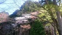 今が見頃の秋葉山の桜