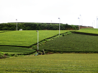 磐田原の茶園 磐田原の茶園