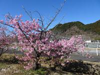 「船明ダム」湖畔の河津桜