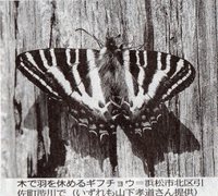 木で羽を休めるギフチョウ 木で羽を休めるギフチョウ