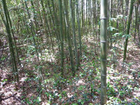 八幡森の藪の中 八幡森の藪の中