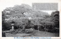故長谷川貞雄氏頌徳記念碑撰文及同家邸内故人遺愛老松 故長谷川貞雄氏頌徳記念碑撰文及同家邸内故人遺愛老松