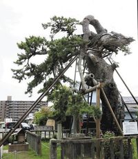 樹勢回復のため保護事業が進む法橋の松 樹勢回復のため保護事業が進む法橋の松