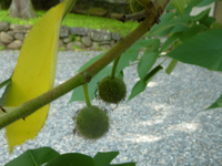 カジノキの雄花 カジノキの雄花