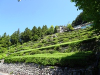 上平山の茶園