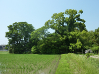 八幡森 八幡森