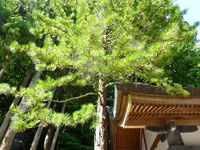 コウヤマキ コウヤマキ