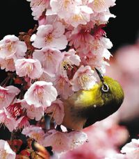 立春を迎え、満開の大知波桜に飛来し蜜を求めるメジロ 立春を迎え、満開の大知波桜に飛来し蜜を求めるメジロ
