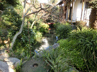片桐医院の池 片桐医院の池