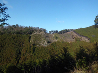 向かいの植林地 向かいの植林地