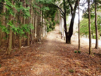 秋葉山旧参道 秋葉山旧参道