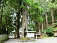 山住神社のスギ 山住神社のスギ