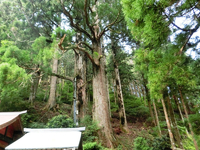 山住神社のスギ 山住神社のスギ