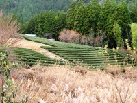ススキが茂る北遠の茶園風景 ススキが茂る北遠の茶園風景