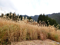 ススキが茂る北遠の茶園風景 ススキが茂る北遠の茶園風景