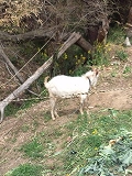 いちご狩りで性格が・・・