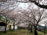 船明ダムの桜のトンネル