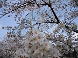 船明ダムの桜のトンネル