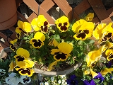 わが家の花、ハナ