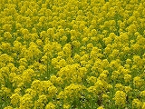 花博2014✿はままつフラワーパーク 花博2014✿はままつフラワーパーク