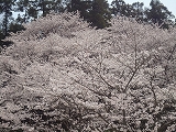 花博2014✿はままつフラワーパーク 花博2014✿はままつフラワーパーク