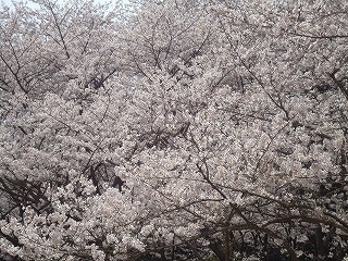 映画❀サクラサク 映画❀サクラサク