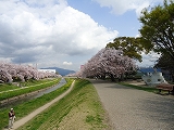 佐奈川の桜堤と諏訪の桜トンネル 佐奈川の桜堤と諏訪の桜トンネル