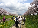 佐奈川の桜堤と諏訪の桜トンネル 佐奈川の桜堤と諏訪の桜トンネル
