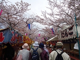 佐奈川の桜堤と諏訪の桜トンネル 佐奈川の桜堤と諏訪の桜トンネル
