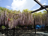 長藤の林泉寺(吉田町) 長藤の林泉寺(吉田町)