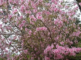 磐田つつじ公園と袋井ぼたん苑 磐田つつじ公園と袋井ぼたん苑