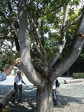 曽許乃御立神社(鹿嶋神社) 曽許乃御立神社(鹿嶋神社)