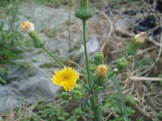 野の花を愛でる心・・・・散歩で再発見 野の花を愛でる心・・・・散歩で再発見