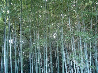 野の花を愛でる心・・・・散歩で再発見 野の花を愛でる心・・・・散歩で再発見