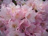 磐田つつじ公園満開でした! 磐田つつじ公園満開でした!