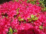磐田つつじ公園満開でした! 磐田つつじ公園満開でした!