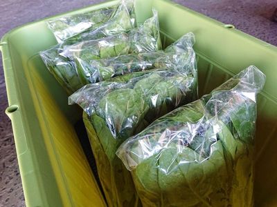 【食育ウェビナー × 宅配野菜】 新鮮野菜を食べて健康になろう! 【食育ウェビナー × 宅配野菜】 新鮮野菜を食べて健康になろう!