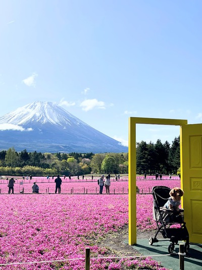 富士本栖湖リゾートの満開芝桜 ♪ 富士本栖湖リゾートの満開芝桜 ♪