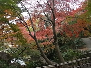 浜松城公園の紅葉