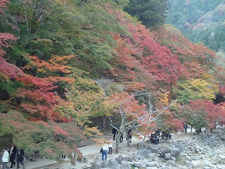 香嵐渓の紅葉と小原四季桜