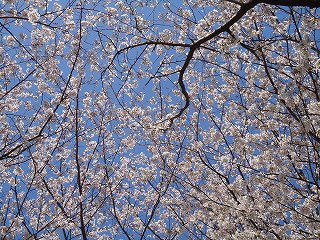 花は一つじゃないんだよ