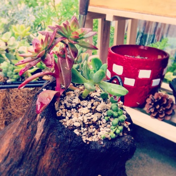 流木に寄せ植え