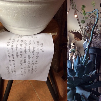 流木に寄せ植え