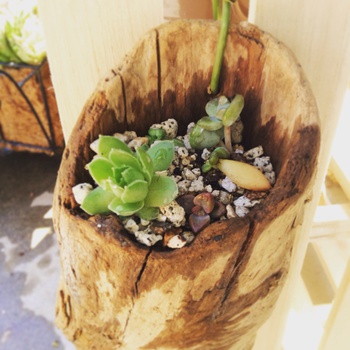 流木に寄せ植え