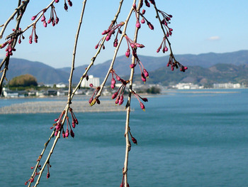 修道院前の桜