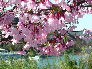 修道院前の桜