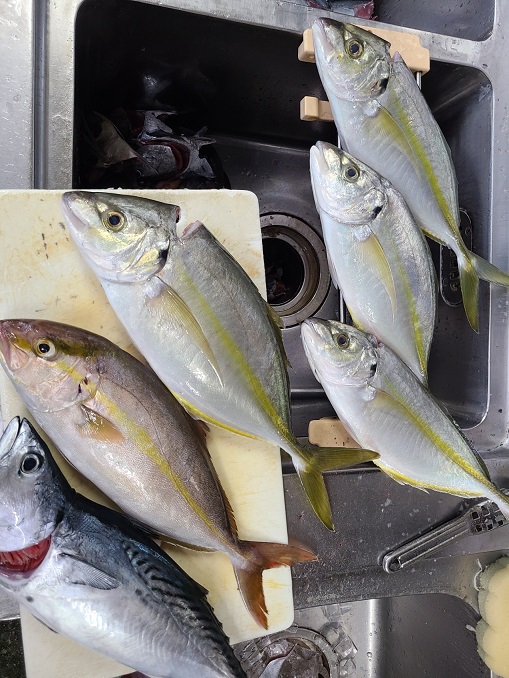 シマアジ釣り シマアジ釣り